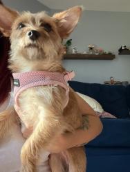 Reunited Female Dog last seen Found on Sunwood Pl, by Kroger on Sunbury rd., Westerville, OH 43081