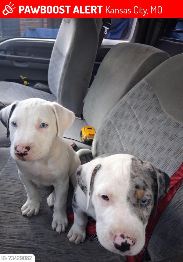 Lost Unknown Dog last seen Soccer field, Kansas City, MO 64124