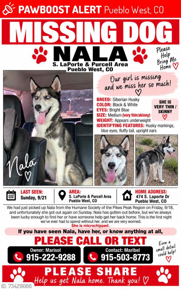 Lost Female Dog last seen McCullough and Joe Martinez, Pueblo West, CO 81007
