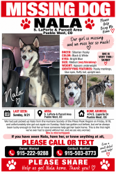 Lost Female Dog last seen McCullough and Joe Martinez, Pueblo West, CO 81007