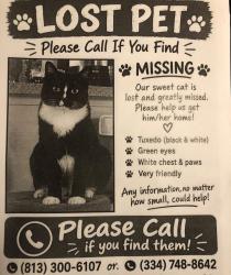 Reunited Male Cat last seen Near S Parsons Ave, Brandon, FL 33511, USA, Brandon, FL 33511