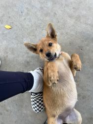 Found/Stray Female Dog last seen Cowie Ave-Good Hope area, Perris, CA 92570