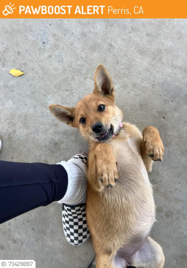 Found/Stray Female Dog last seen Cowie Ave-Good Hope area, Perris, CA 92570