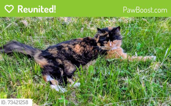Reunited Female Cat last seen Highland Street, Berlin, MA 01503