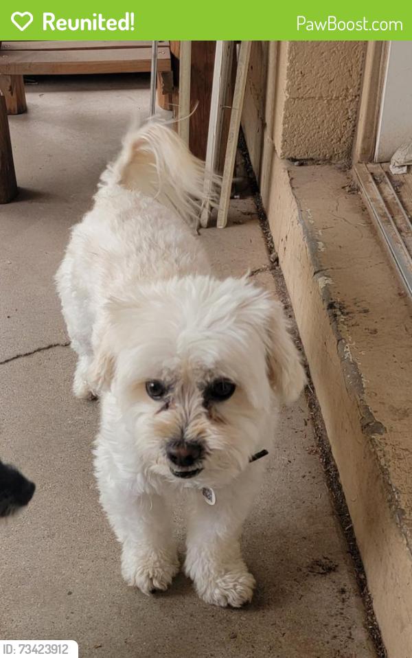 Reunited Male Dog last seen 17th Dr and Wahalla Lane, Phoenix, AZ 85027