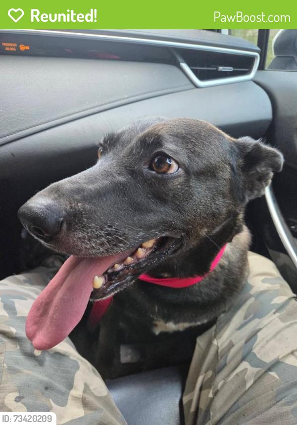 Reunited Female Dog last seen Dupree park, Woodstock, GA 30188
