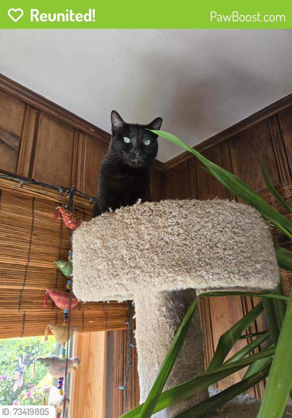 Reunited Female Cat last seen South Barry and Boston post rd, Mamaroneck, NY 10543