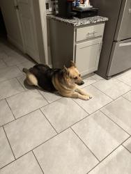 Lost Female Dog last seen Metaphor, Rosenberg, TX 77471
