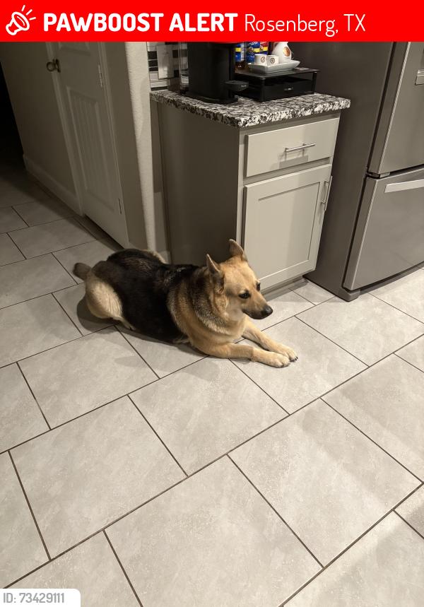 Lost Female Dog last seen Metaphor, Rosenberg, TX 77471