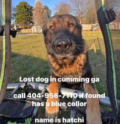 Reunited Male Dog last seen Near Bridgeshaw Dr Cumming, GA 30028 United States, Cumming, GA 30028