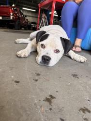Found/Stray Male Dog last seen Shockley Feery, Anderson, SC 29624