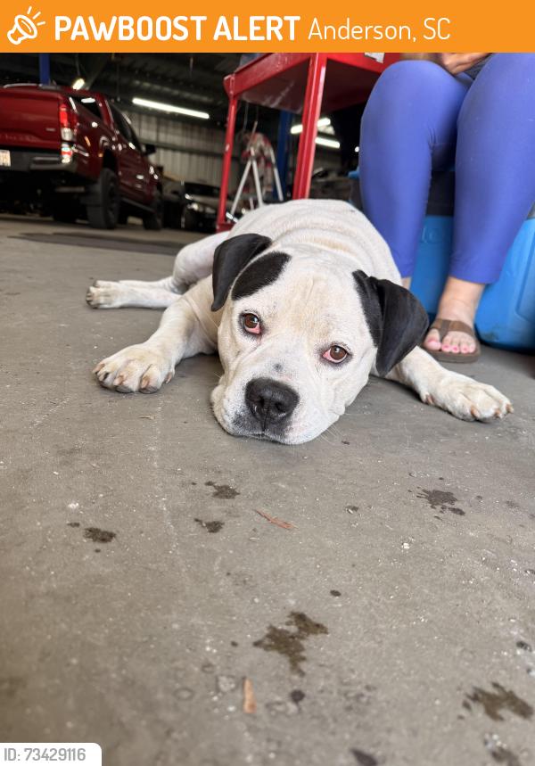 Found/Stray Male Dog last seen Shockley Feery, Anderson, SC 29624