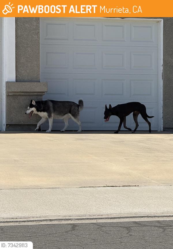 Found/Stray Unknown Dog last seen Rockcrest towards Alta , ran into the wash on the right side, Murrieta, CA 92563