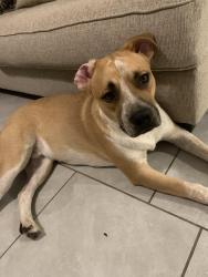 Lost Male Dog last seen Metaphor, Rosenberg, TX 77471