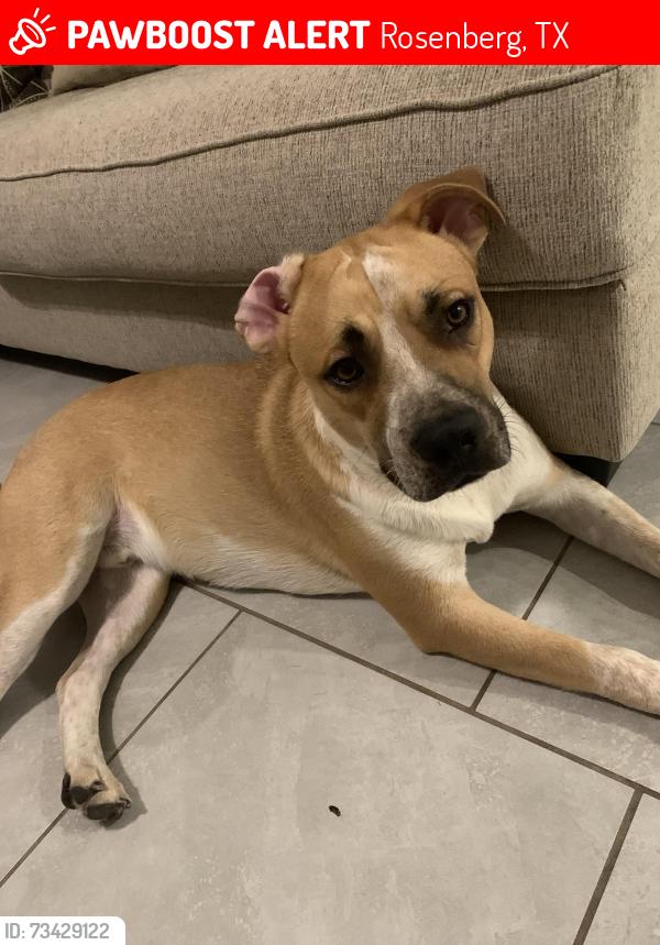 Lost Male Dog last seen Metaphor, Rosenberg, TX 77471