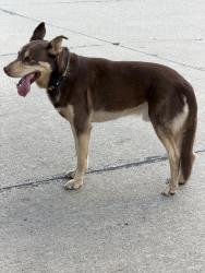 Found/Stray Male Dog last seen Bryant/Van Wood, Edmond, OK 73034