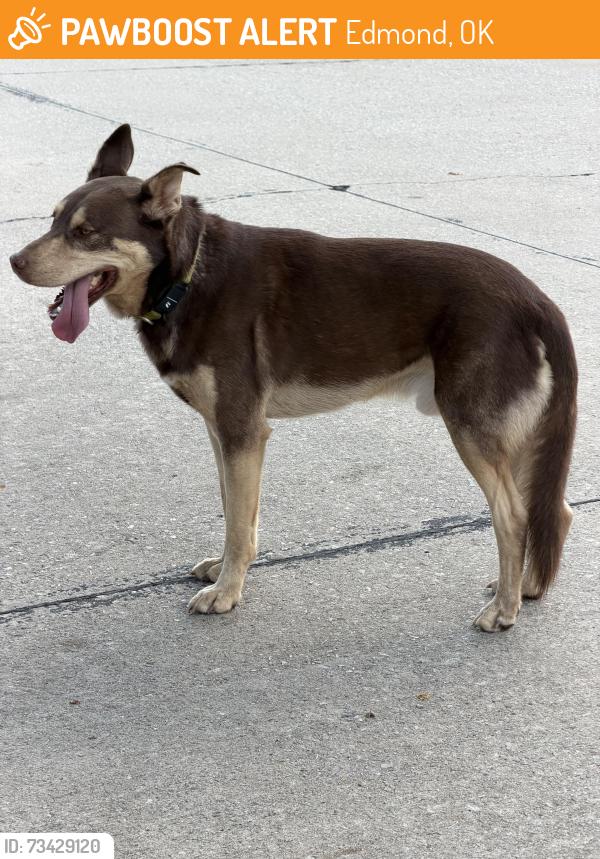 Found/Stray Male Dog last seen Bryant/Van Wood, Edmond, OK 73034