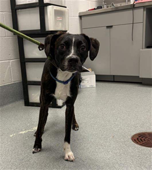 Shelter Stray Male Dog last seen Near, 5001 E Raymond St, Indianapolis, IN 46203, USA