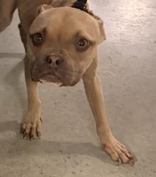 Shelter Stray Female Dog last seen , 14409 Vanowen St, Van Nuys, CA 91405, USA