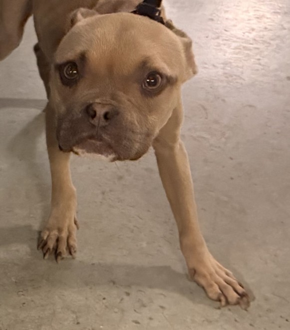 Shelter Stray Female Dog last seen , 14409 Vanowen St, Van Nuys, CA 91405, USA