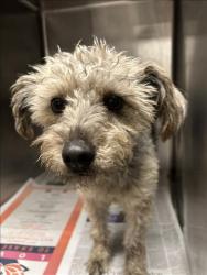 Shelter Stray Female Dog last seen , 14409 Vanowen St, Van Nuys, CA 91405, USA