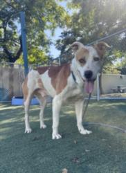 Shelter Stray Male Dog last seen , West Valley Animal Shelter, 20655 Plummer St, Chatsworth, CA 91311, USA