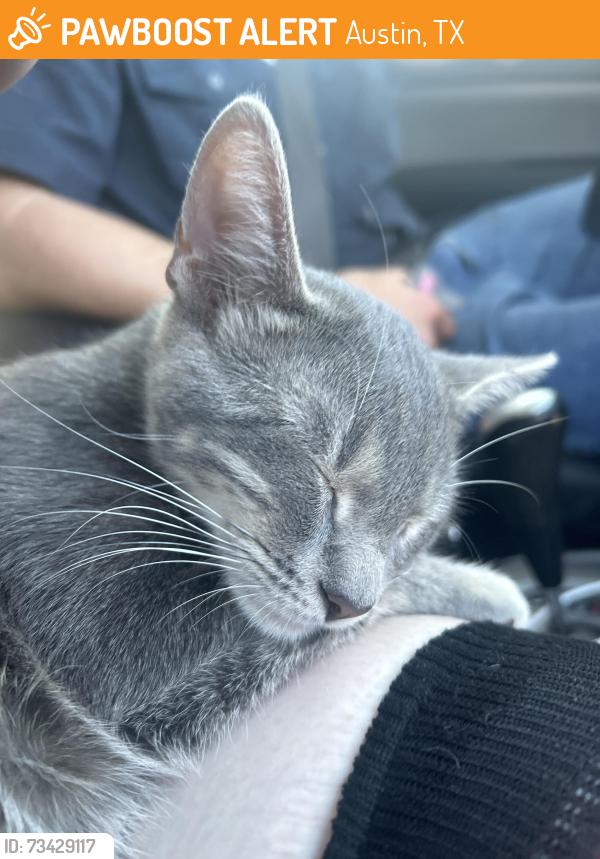 Found/Stray Male Cat last seen Radam and south first, Austin, TX 78745