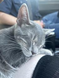 Found/Stray Male Cat last seen Radam and south first, Austin, TX 78745