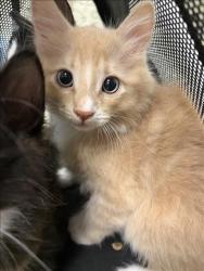 Shelter Stray Male Cat last seen , 11361 W Pico Blvd, Los Angeles, CA 90064, USA