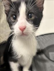 Shelter Stray Male Cat last seen , 11361 W Pico Blvd, Los Angeles, CA 90064, USA