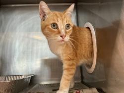 Shelter Stray Male Cat last seen Near BLOCK E OLIVE, 333 Chandler Pl, San Bernardino, CA 92408, USA