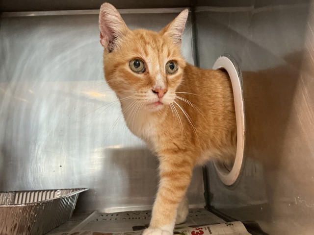 Shelter Stray Male Cat last seen Near BLOCK E OLIVE, 333 Chandler Pl, San Bernardino, CA 92408, USA
