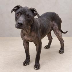 Shelter Stray Female Dog last seen , 38550 Sierra Hwy, Palmdale, CA 93550, USA