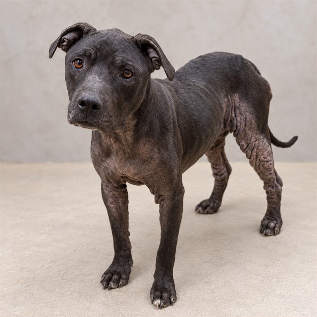 Shelter Stray Female Dog last seen , 38550 Sierra Hwy, Palmdale, CA 93550, USA