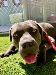 Shelter Stray Male Dog last seen , 1850 W 60th St, Los Angeles, CA 90047, USA