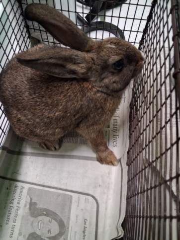 Shelter Stray Male Other last seen , 1850 W 60th St, Los Angeles, CA 90047, USA