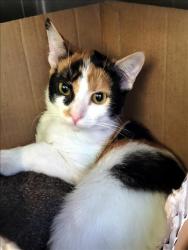 Shelter Stray Female Cat last seen , 1850 W 60th St, Los Angeles, CA 90047, USA