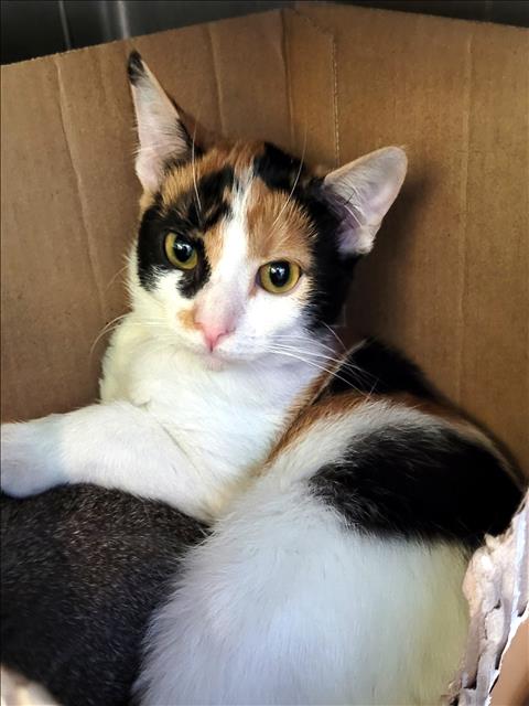 Shelter Stray Female Cat last seen , 1850 W 60th St, Los Angeles, CA 90047, USA