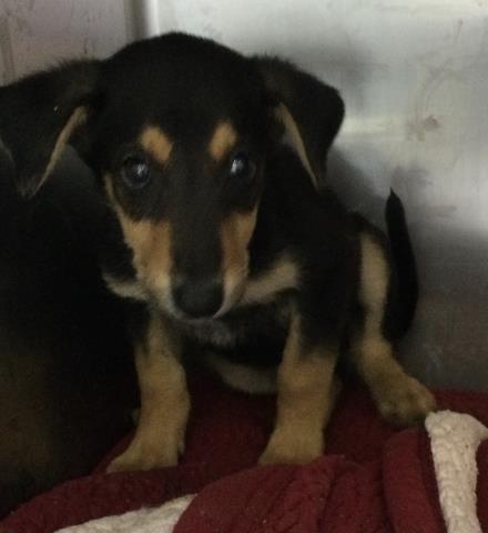 Shelter Stray Female Dog last seen Near BLOCK SANTA ROSA MINE RD, PERRIS CA, 6851 Van Buren Boulevard, Jurupa Valley, CA 92509, USA