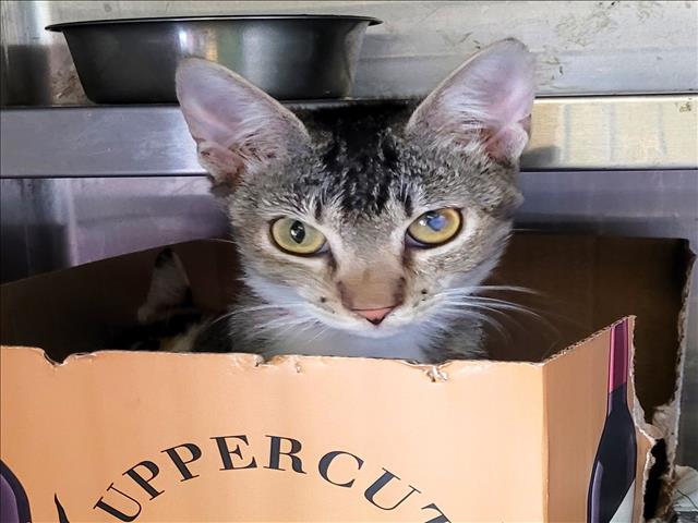 Shelter Stray Female Cat last seen , 1850 W 60th St, Los Angeles, CA 90047, USA
