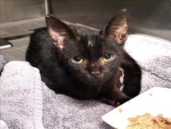 Shelter Stray Female Cat last seen , 1850 W 60th St, Los Angeles, CA 90047, USA