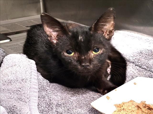 Shelter Stray Female Cat last seen , 1850 W 60th St, Los Angeles, CA 90047, USA