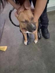 Shelter Stray Unknown Dog last seen , 1850 W 60th St, Los Angeles, CA 90047, USA