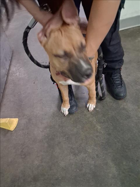 Shelter Stray Unknown Dog last seen , 1850 W 60th St, Los Angeles, CA 90047, USA