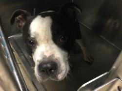 Shelter Stray Male Dog last seen ARLINGTON AVE\ VAN BUREN BOULEVARD RIVERSIDE, CA 92503, 6851 Van Buren Boulevard, Jurupa Valley, CA 92509, USA