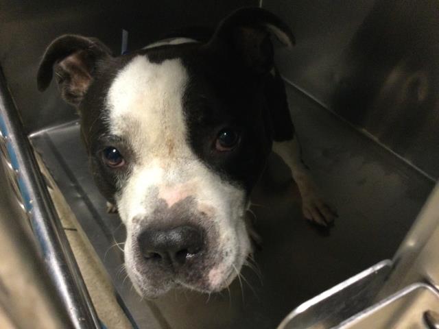 Shelter Stray Male Dog last seen ARLINGTON AVE\ VAN BUREN BOULEVARD RIVERSIDE, CA 92503, 6851 Van Buren Boulevard, Jurupa Valley, CA 92509, USA