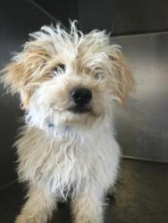Shelter Stray Male Dog last seen Near BLOCK QUEENSBOROUGH ST, RIVERSIDE, CA, 6851 Van Buren Boulevard, Jurupa Valley, CA 92509, USA