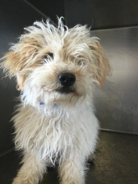 Shelter Stray Male Dog last seen Near BLOCK QUEENSBOROUGH ST, RIVERSIDE, CA, 6851 Van Buren Boulevard, Jurupa Valley, CA 92509, USA