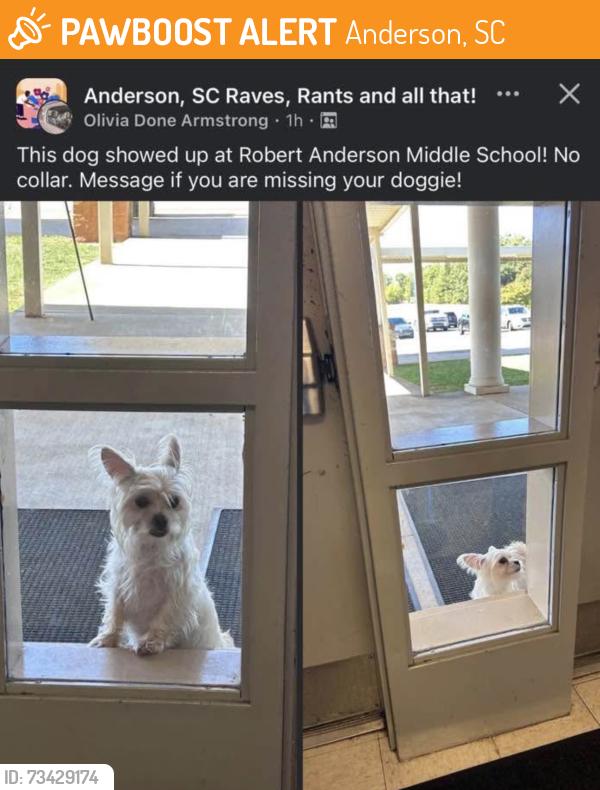 Found/Stray Unknown Dog last seen Paws Anderson sc, Anderson, SC 29626