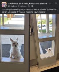 Found/Stray Unknown Dog last seen Paws Anderson sc, Anderson, SC 29626